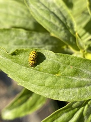 Psyllobora vigintiduopunctata