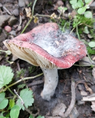 Russula sanguinea
