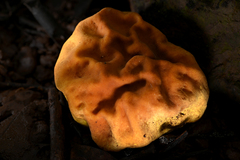 Calvatia craniiformis