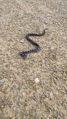 Lampropeltis triangulum
