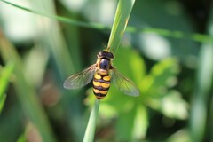 Eupeodes latifasciatus