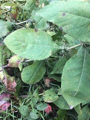 Triosteum aurantiacum