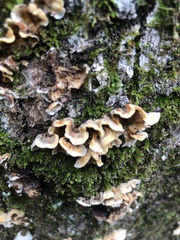 Stereum gausapatum