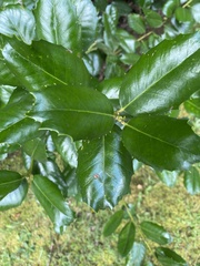 Ilex cornuta