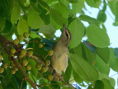 Vireo magister