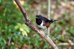 Pipilo erythrophthalmus