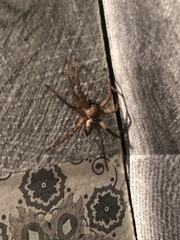 Heteropoda venatoria