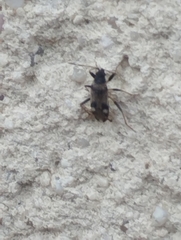Beosus maritimus