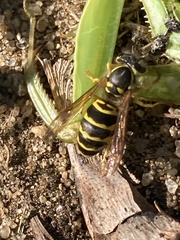 Vespula maculifrons