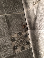 Heteropoda venatoria