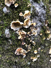 Stereum gausapatum