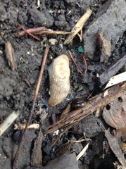 Deroceras reticulatum