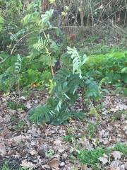 Melianthus major