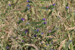 Echium
