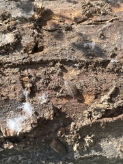 Porcellio spinicornis