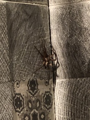 Heteropoda venatoria