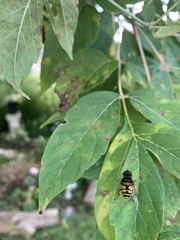 Eristalis transversa