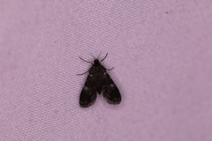 Elophila tinealis