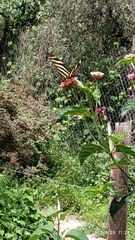 Heliconius charithonia