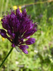 Allium sphaerocephalon