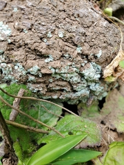 Lepraria finkii