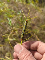 Hyles euphorbiae