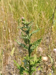 Carduus crispus