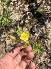 Oenothera oakesiana