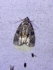 Protodeltote muscosula