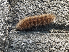 Lymantriinae