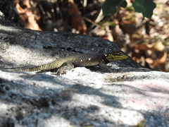 Sceloporus oberon