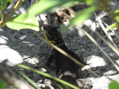 Sceloporus oberon