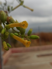 Nicotiana glauca