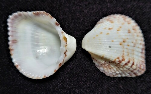 Atlantic Strawberry Cockle