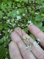 Micranthes ferruginea