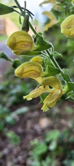 Salvia glutinosa