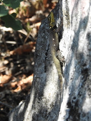 Sceloporus oberon
