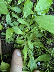 Micranthes ferruginea