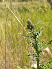 Carduus crispus