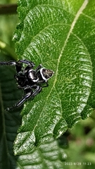 Paraphidippus aurantius