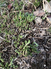 Selaginella rupestris