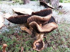Agaricus augustus