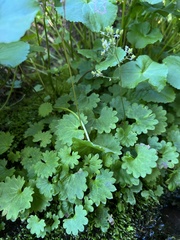 Micranthes nelsoniana