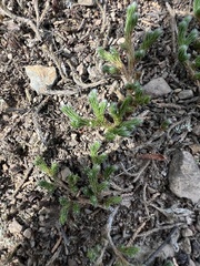 Selaginella rupestris