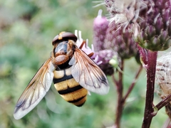 Volucella inanis
