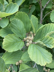 Hamamelis