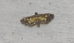 Eurrhyparodes bracteolalis