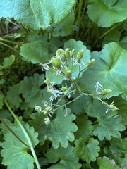 Micranthes nelsoniana