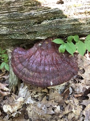 Ganoderma tsugae