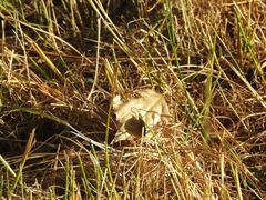 Hipparchia statilinus